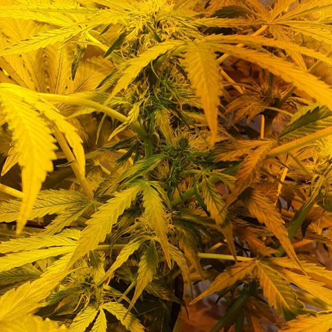 Pineapple growlog timeline photo
