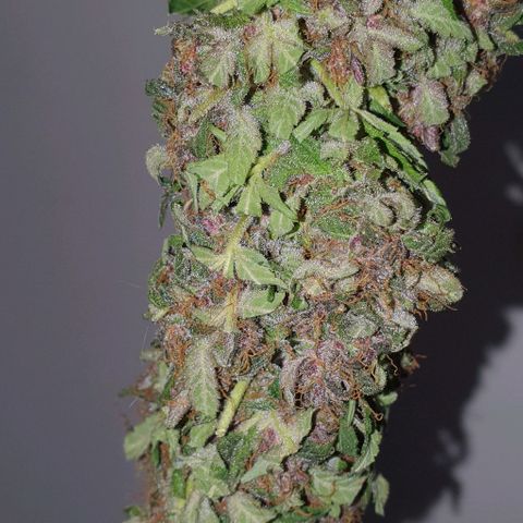 Purple growlog timeline photo