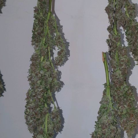 Purple growlog timeline photo