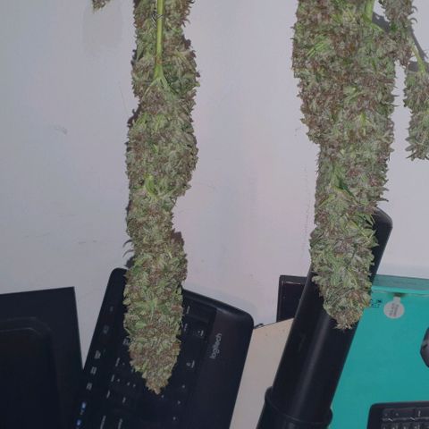 Purple growlog timeline photo