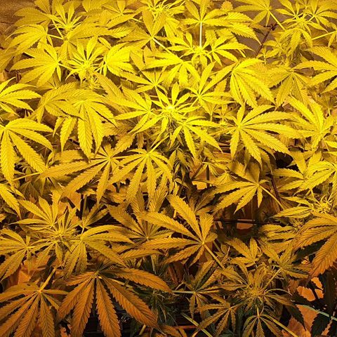 Pineapple growlog timeline photo