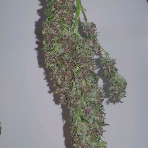 Purple growlog timeline photo