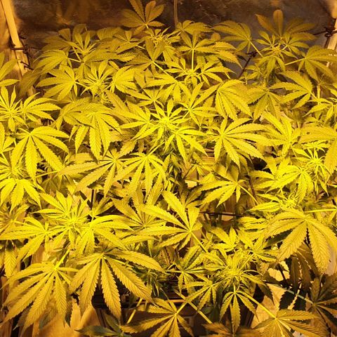 Pineapple growlog timeline photo