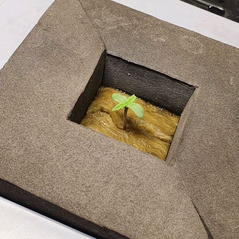 Auto Pineapple Candy growlog timeline photo