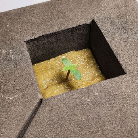 Auto Purple Candy growlog timeline photo