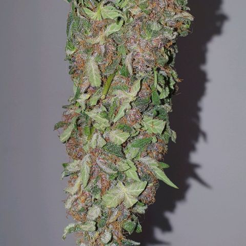 Purple growlog timeline photo