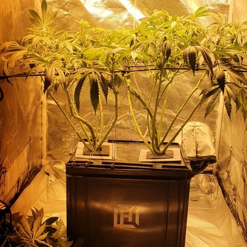 Pineapple growlog timeline photo