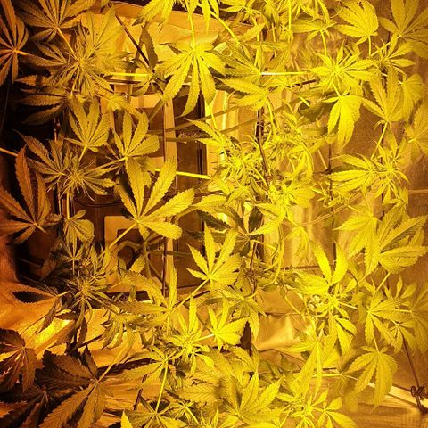 Pineapple growlog timeline photo