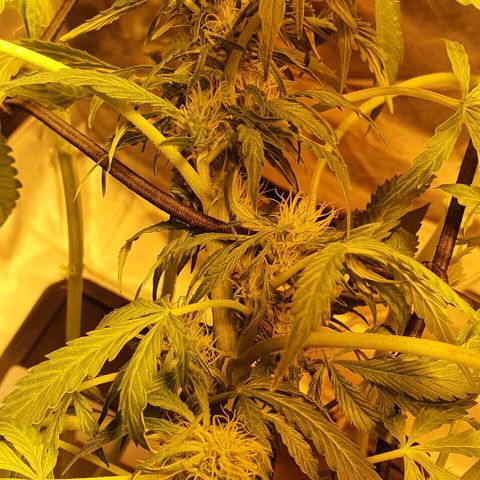 Pineapple growlog timeline photo