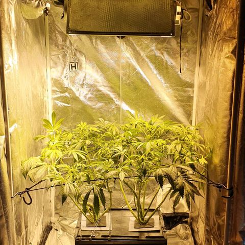 Pineapple growlog timeline photo