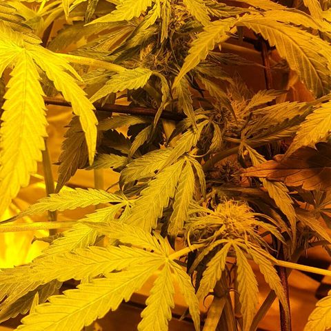 Pineapple growlog timeline photo
