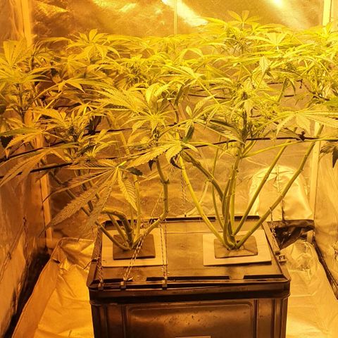 Pineapple growlog timeline photo