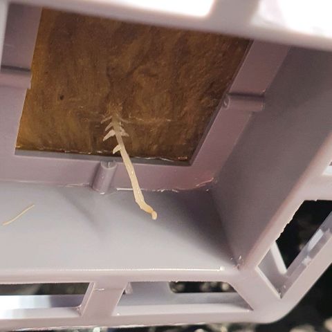 Auto Pineapple Candy growlog timeline photo
