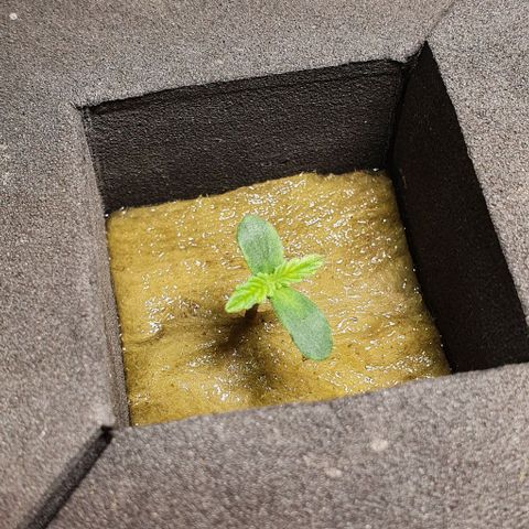 Auto Purple Candy growlog timeline photo