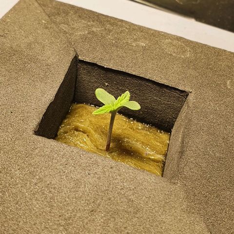 Auto Pineapple Candy growlog timeline photo