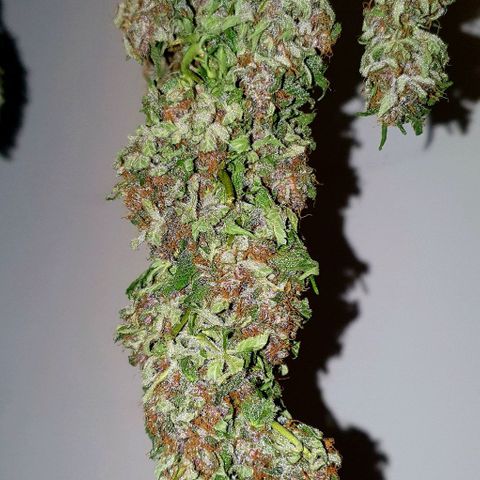 Purple growlog timeline photo