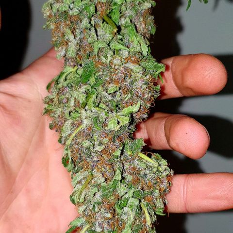 Purple growlog timeline photo