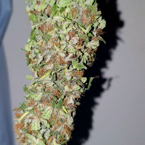 Purple growlog timeline photo
