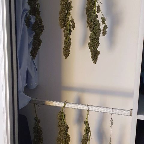 Purple growlog timeline photo