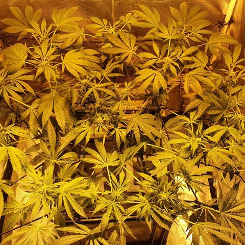 Pineapple growlog timeline photo