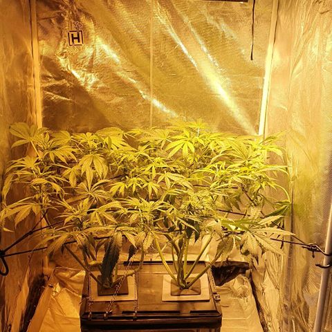 Pineapple growlog timeline photo