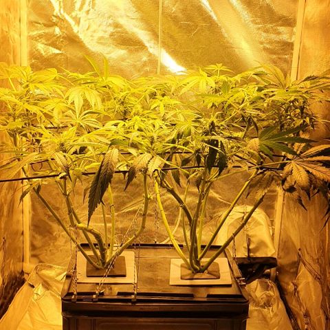 Pineapple growlog timeline photo