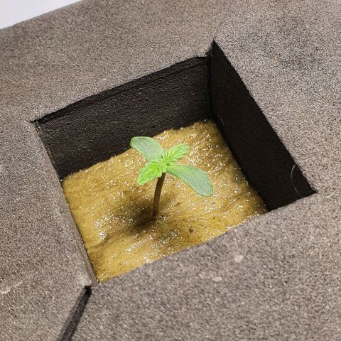Auto Purple Candy growlog timeline photo