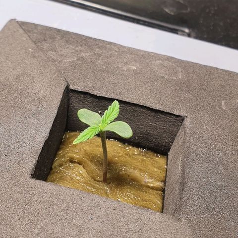 Auto Pineapple Candy growlog timeline photo