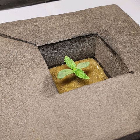 Auto Pineapple Candy growlog timeline photo