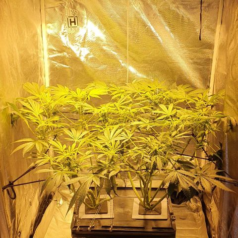 Pineapple growlog timeline photo