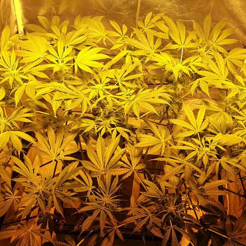 Pineapple growlog timeline photo
