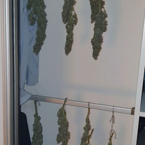 Purple growlog timeline photo