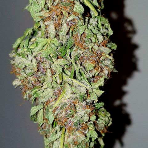 Purple growlog timeline photo