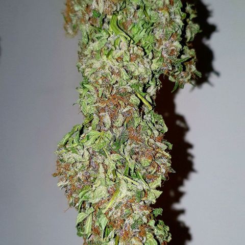 Purple growlog timeline photo
