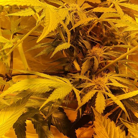 Pineapple growlog timeline photo