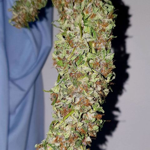 Purple growlog timeline photo