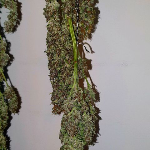 Purple growlog timeline photo