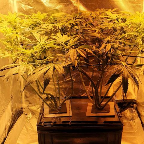 Pineapple growlog timeline photo
