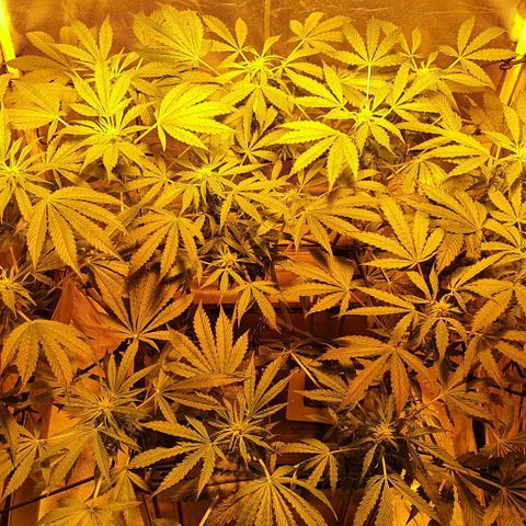 Pineapple growlog timeline photo