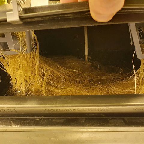 Pineapple growlog timeline photo
