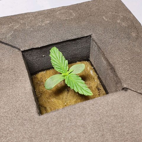 Auto Pineapple Candy growlog timeline photo