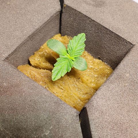 Auto Purple Candy growlog timeline photo