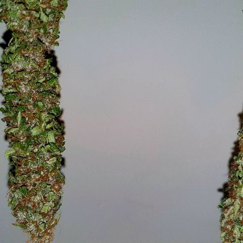 Purple growlog timeline photo