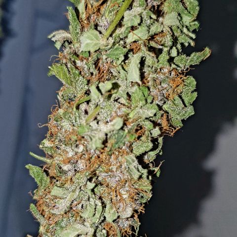 Purple growlog timeline photo