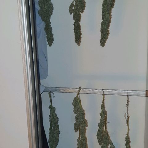 Purple growlog timeline photo