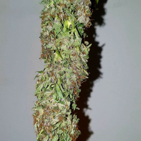 Purple growlog timeline photo
