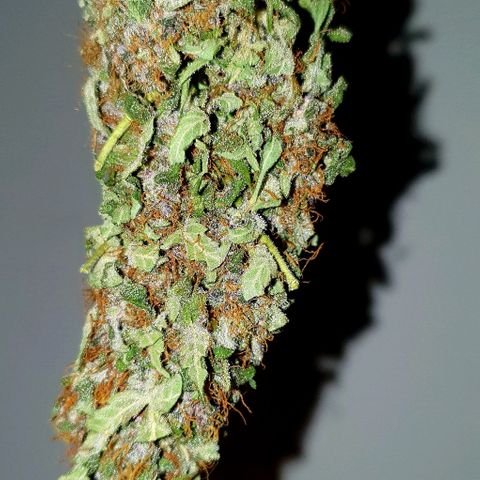 Purple growlog timeline photo