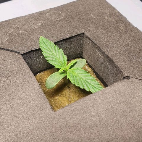 Auto Pineapple Candy growlog timeline photo