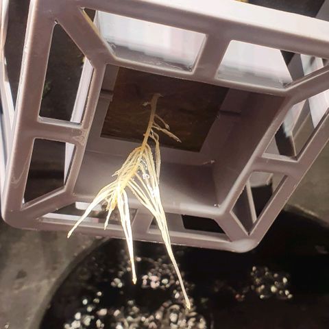 Auto Pineapple Candy growlog timeline photo