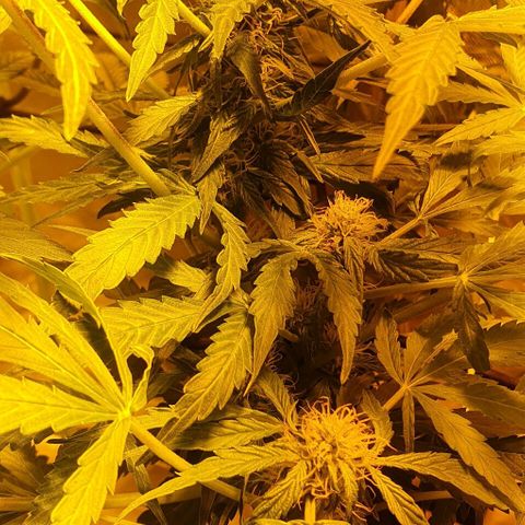 Pineapple growlog timeline photo